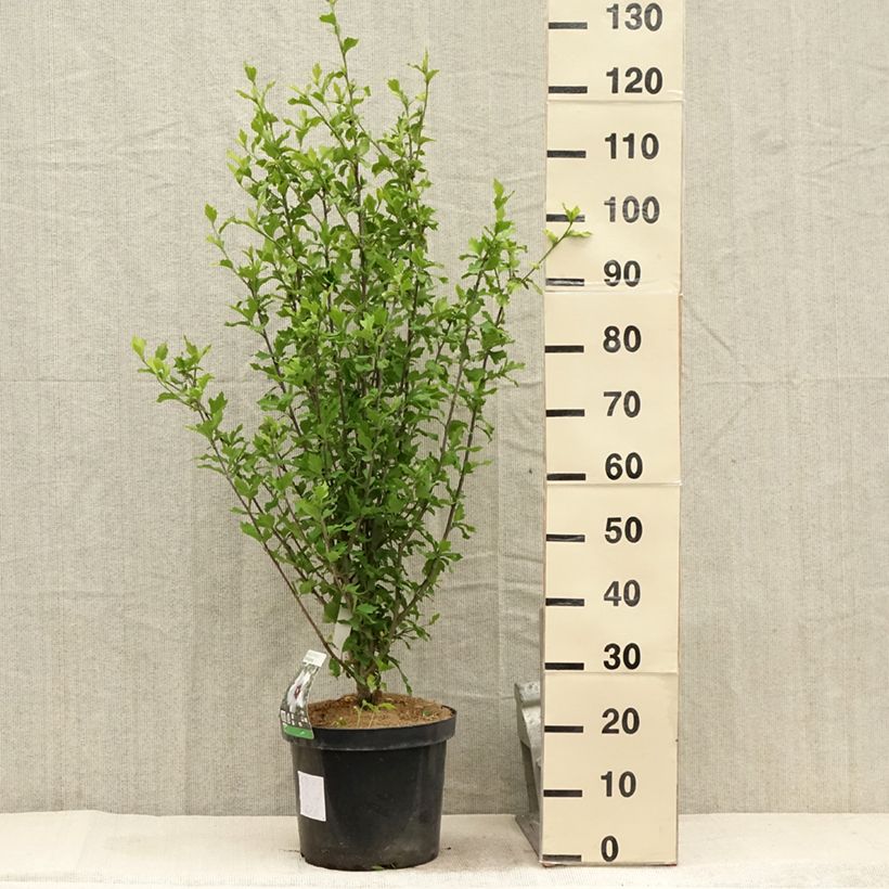 Amostra de Hibisco-da-síria Shintaeyang - Hibiscus syriacus Vaso de 7,5 L/10 L tal como entregue no verão