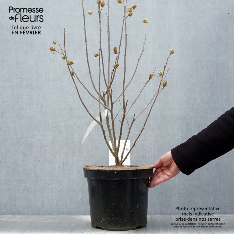 Amostra de Hibiscus syriacus Shintaeyang - Althéa blanc à coeur rouge cerise Vaso de 7,5 L/10 L tal como entregue no inverno