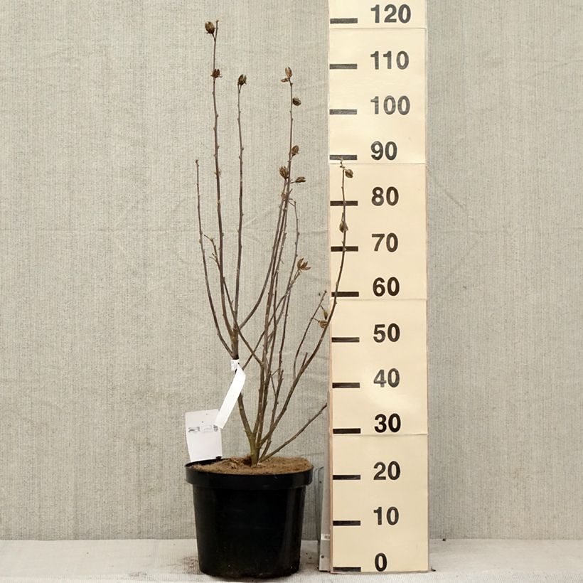 Amostra de Hibisco-da-síria Shintaeyang - Hibiscus syriacus Vaso de 7,5 L/10 L tal como entregue na primavera