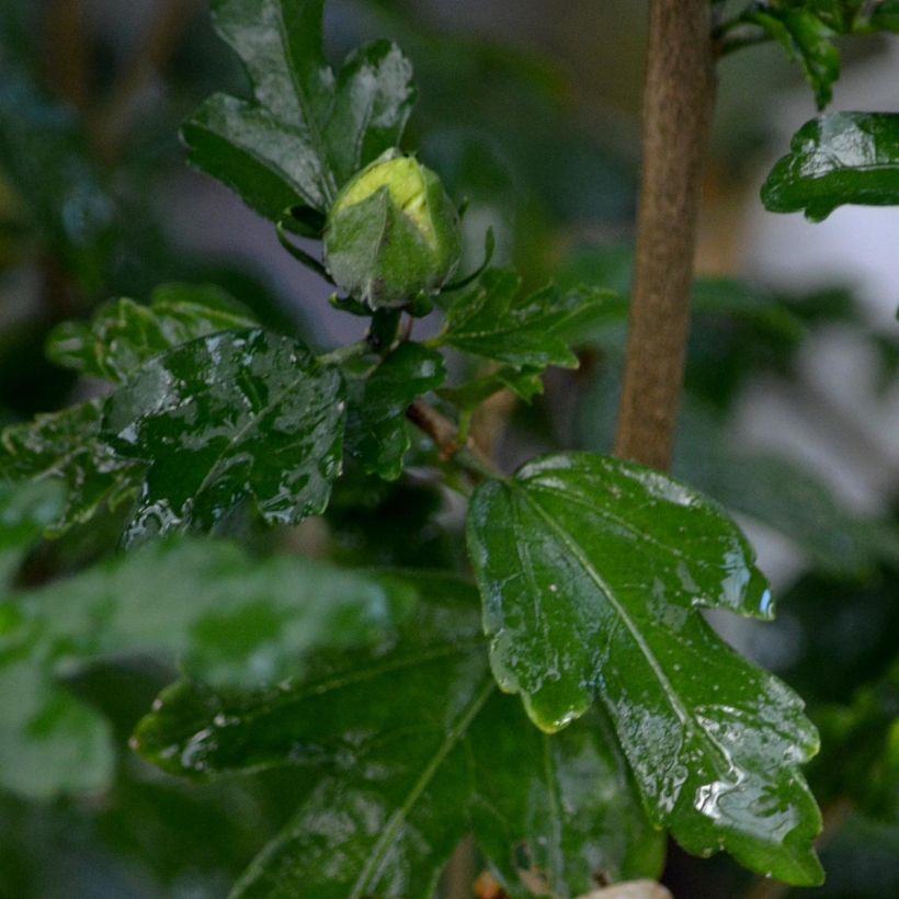 Hibisco-da-síria Speciosus - Hibiscus syriacus (Folhagem)
