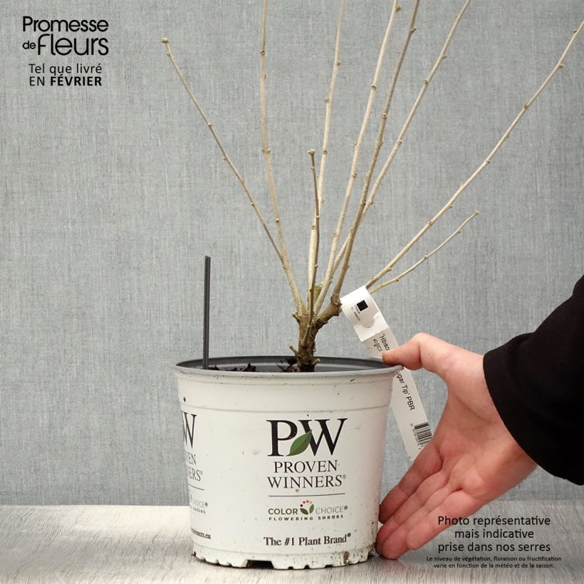 Amostra de Hibisco-da-síria Sugar Tip - Hibiscus syriacus Vaso de 3 L/4 L tal como entregue no inverno