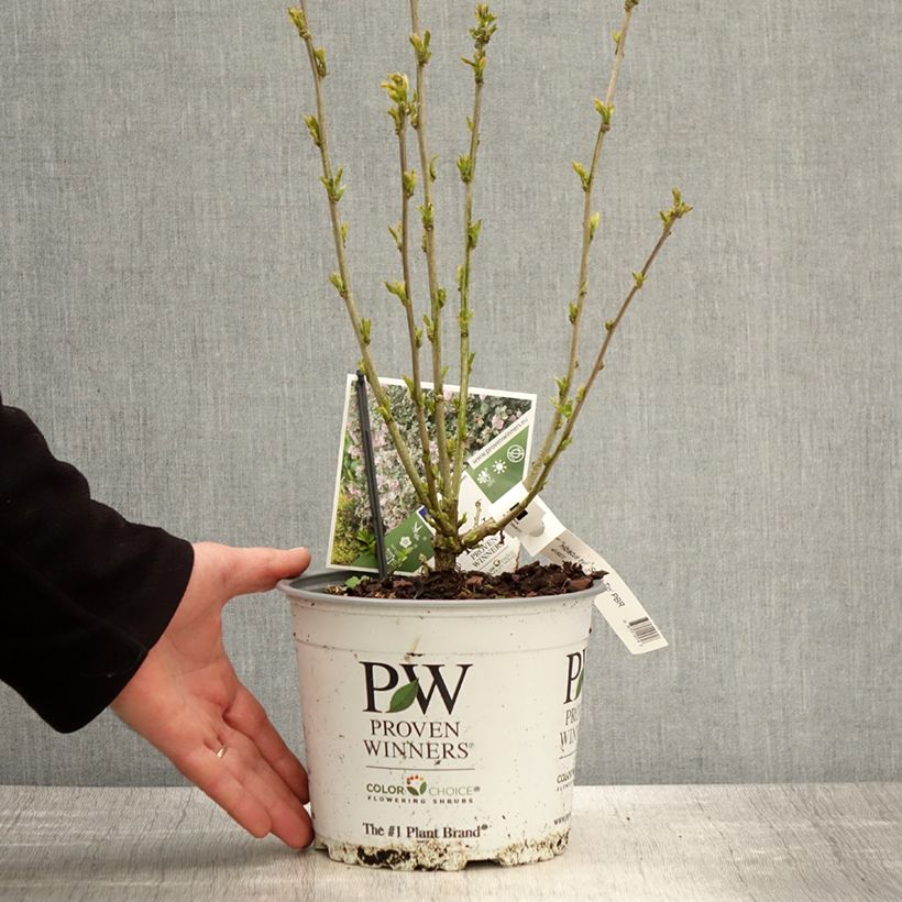 Amostra de Hibisco-da-síria Sugar Tip - Hibiscus syriacus Vaso de 3 L/4 L tal como entregue na primavera