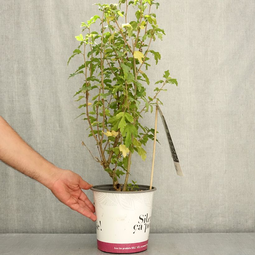 Amostra de Hibisco-da-síria Sup'Blue - Hibiscus syriacus Vaso de 4 L/5 L tal como entregue no verão