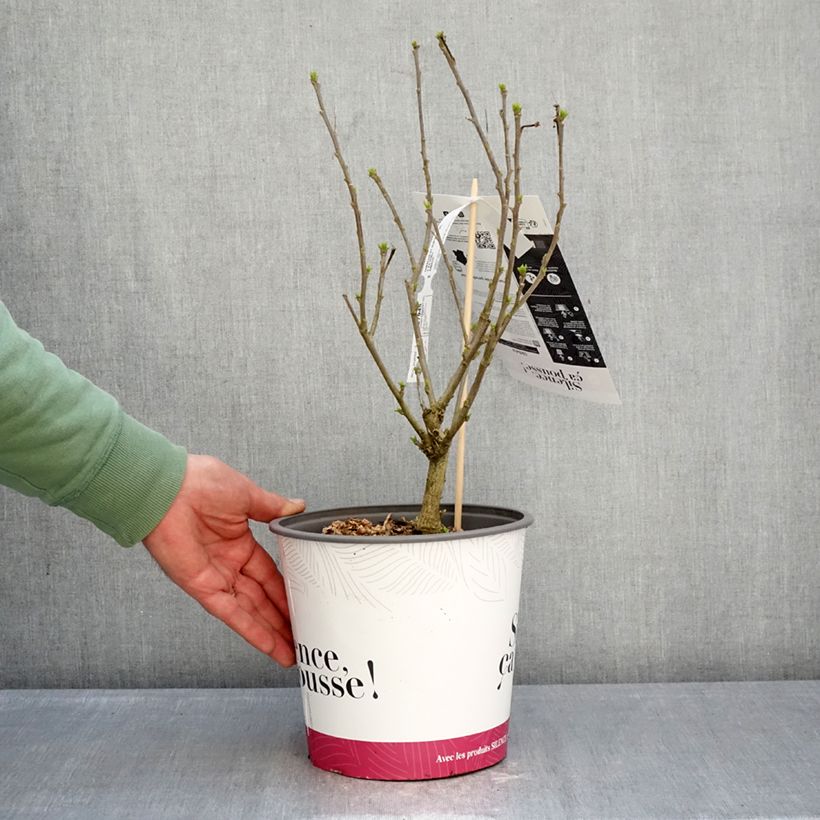 Amostra de Hibisco-da-síria Sup'Blue - Hibiscus syriacus Vaso de 4 L/5 L tal como entregue no inverno