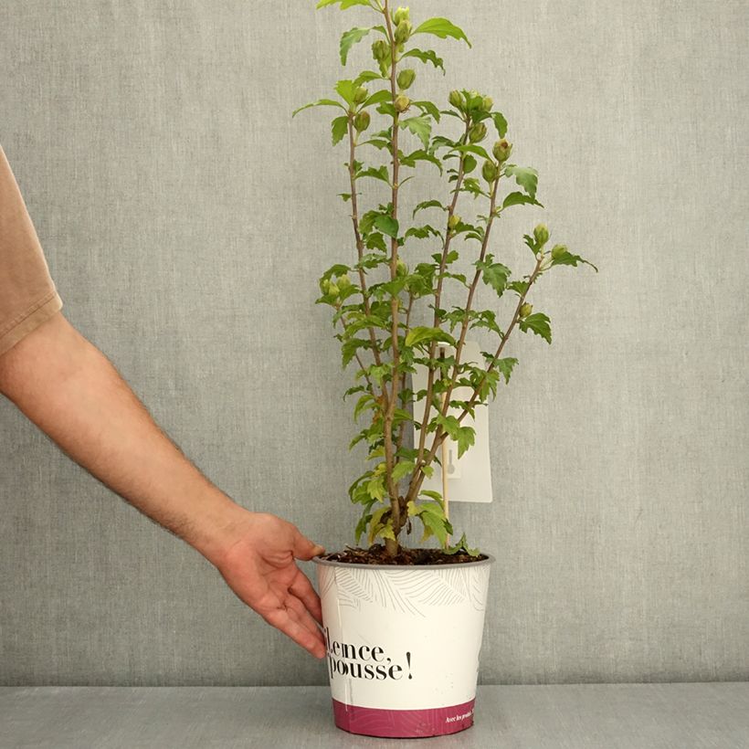 Amostra de Hibisco-da-síria Sup'Bridge - Hibiscus syriacus Vaso de 4 L/5 L tal como entregue no verão