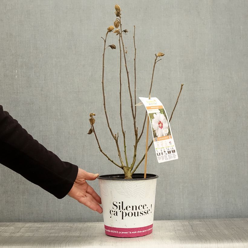 Amostra de Hibisco-da-síria Sup'Heart - Hibiscus syriacus Vaso de 3 L/4 L tal como entregue no outono