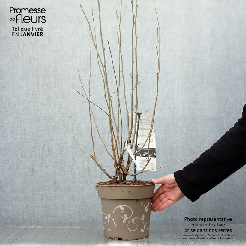 Amostra de Hibiscus syriacus Three Sisters - Althéa  Vaso de 6 L/7 L tal como entregue no inverno