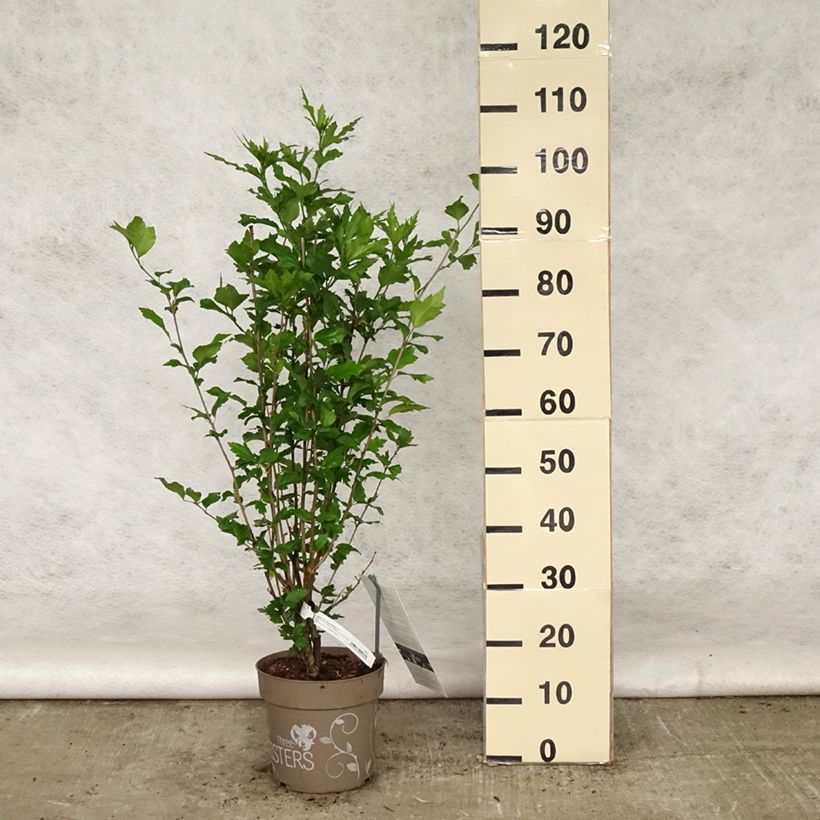 Amostra de Hibisco-da-síria Three Sisters - Hibiscus syriacus Vaso de 6 L/7 L tal como entregue na primavera