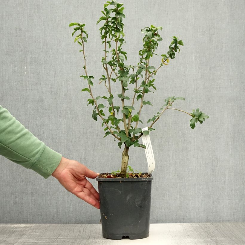 Amostra de Hibisco-da-síria Ultramarine - Hibiscus syriacus Vaso de 3 L/4 L tal como entregue no verão