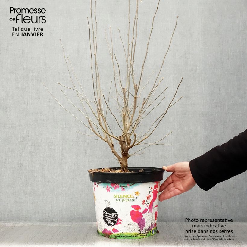 Amostra de Hibiscus syriacus Ultramarine - Althéa bleu Vaso de 7,5 L/10 L tal como entregue no inverno