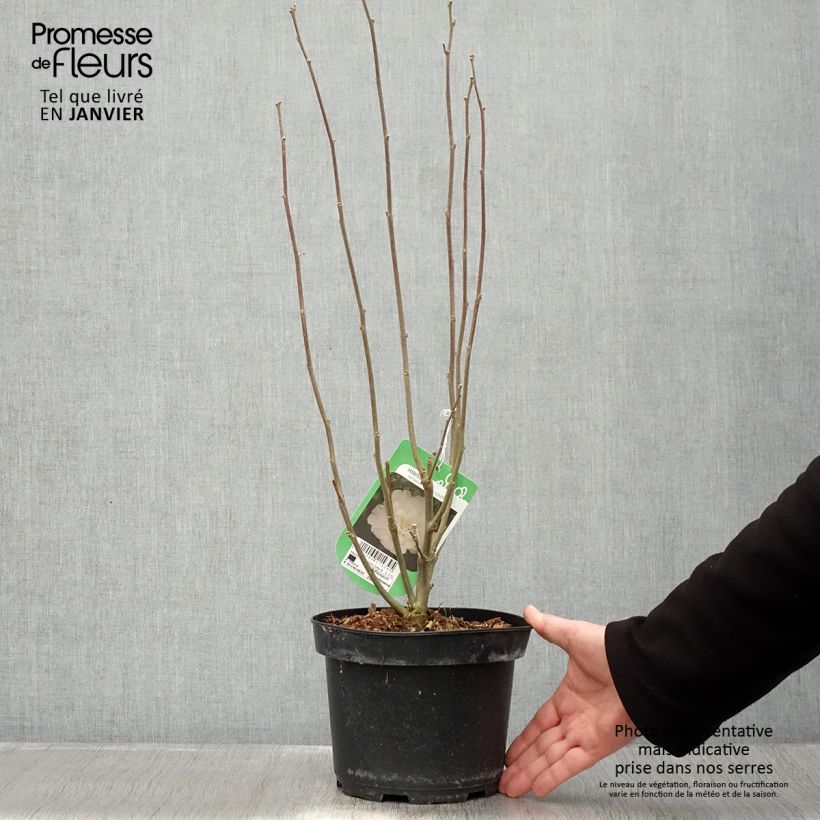 Amostra de Hibiscus syriacus White Chiffon - Althéa blanc double Vaso de 2 L/3 L tal como entregue no inverno