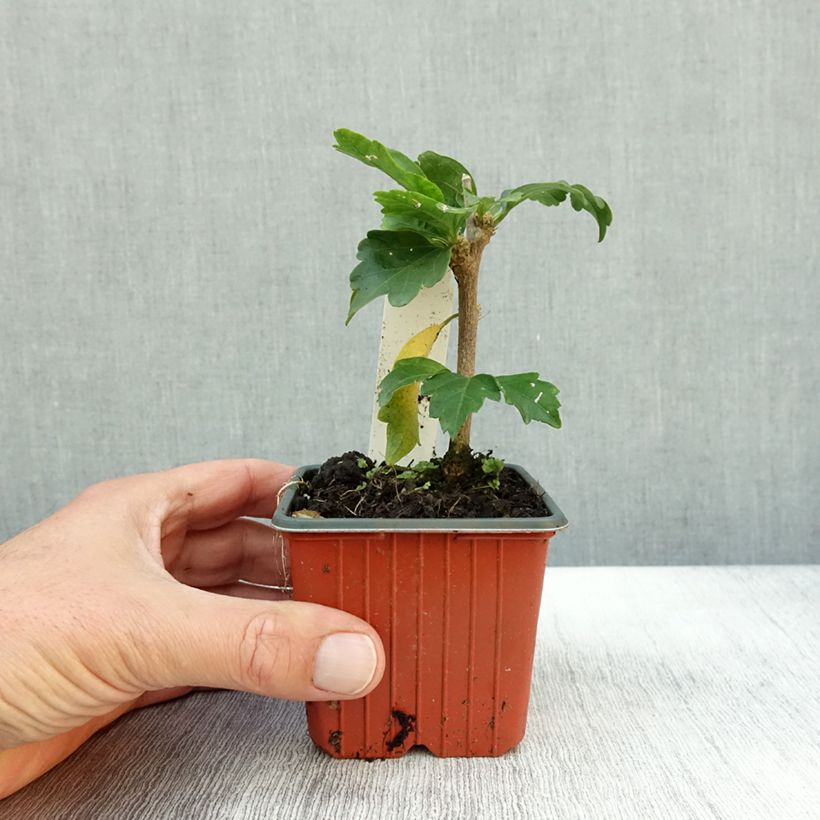 Amostra de Hibisco-da-síria Woodbridge - Hibiscus syriacus Vaso de 8/9 cm tal como entregue no outono