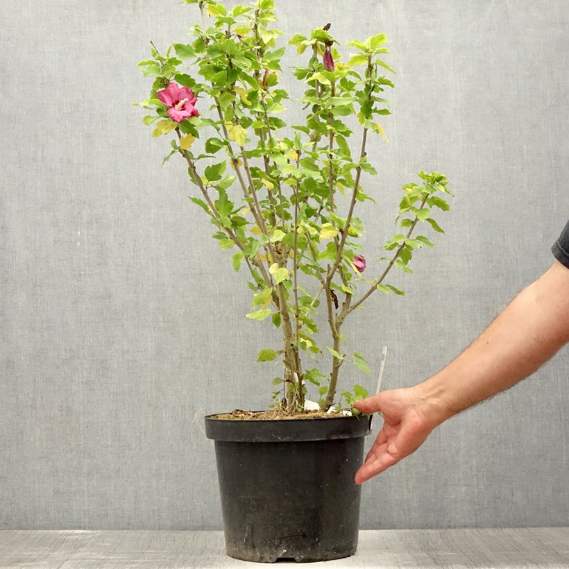 Amostra de Hibisco-da-síria Woodbridge - Hibiscus syriacus Vaso de 6 L/7 L tal como entregue no verão