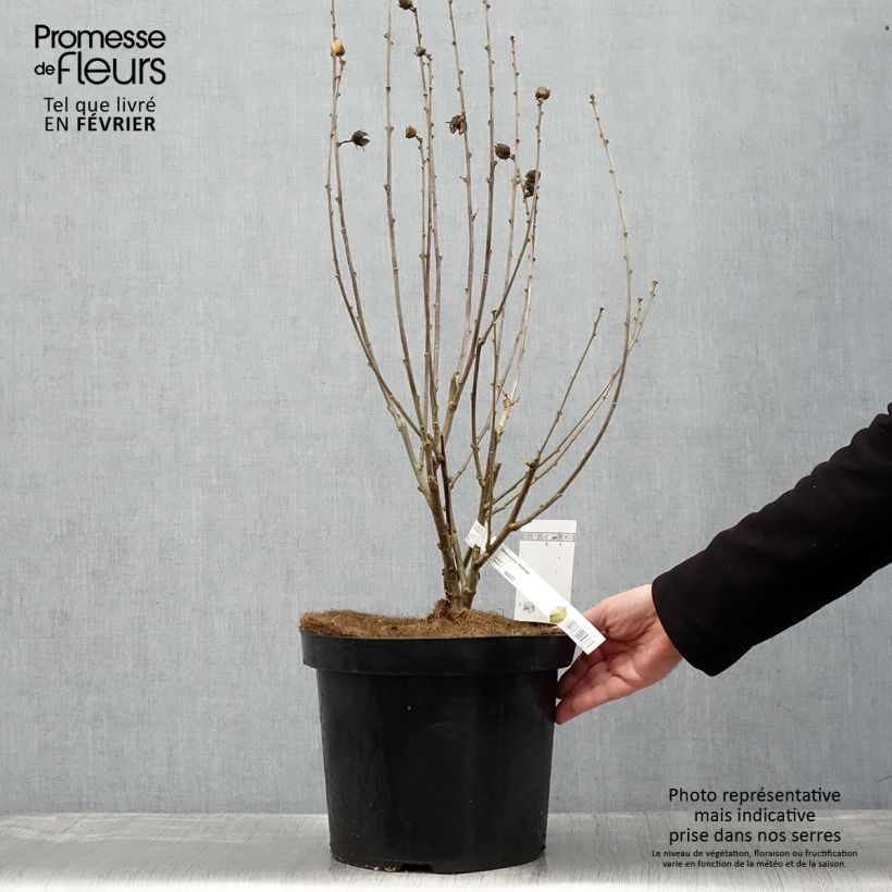 Amostra de Hibiscus syriacus Woodbridge  Vaso de 6 L/7 L tal como entregue no inverno