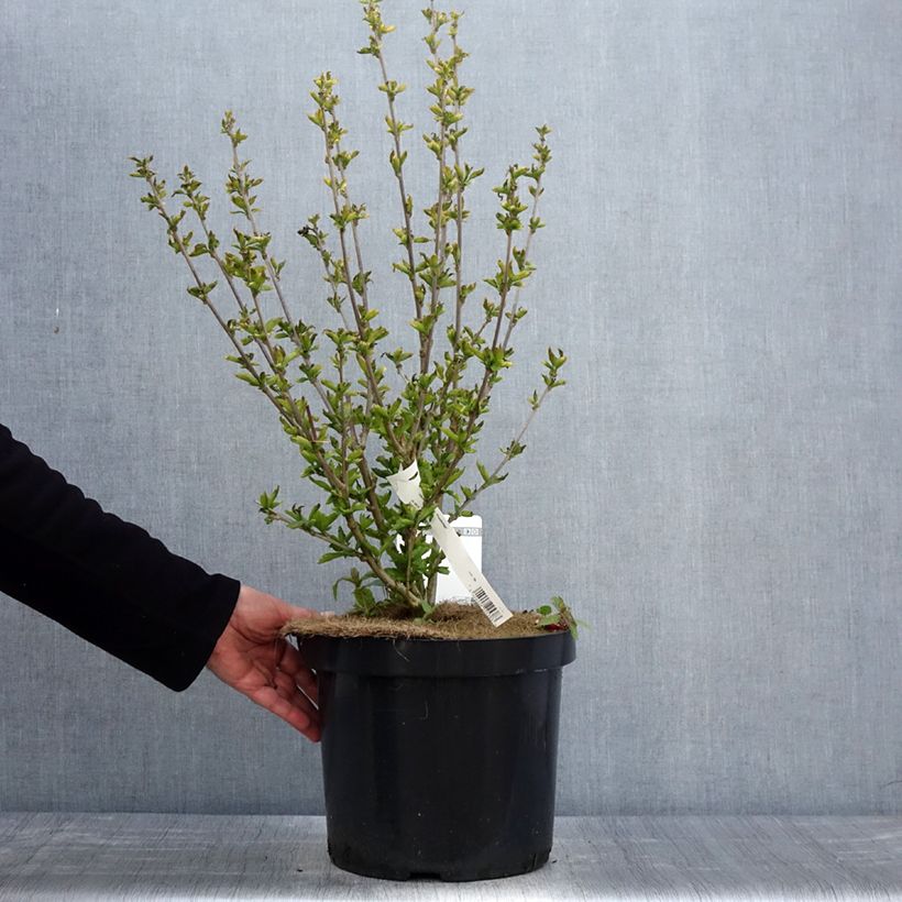 Amostra de Hibisco-da-síria Woodbridge - Hibiscus syriacus Vaso de 6 L/7 L tal como entregue na primavera