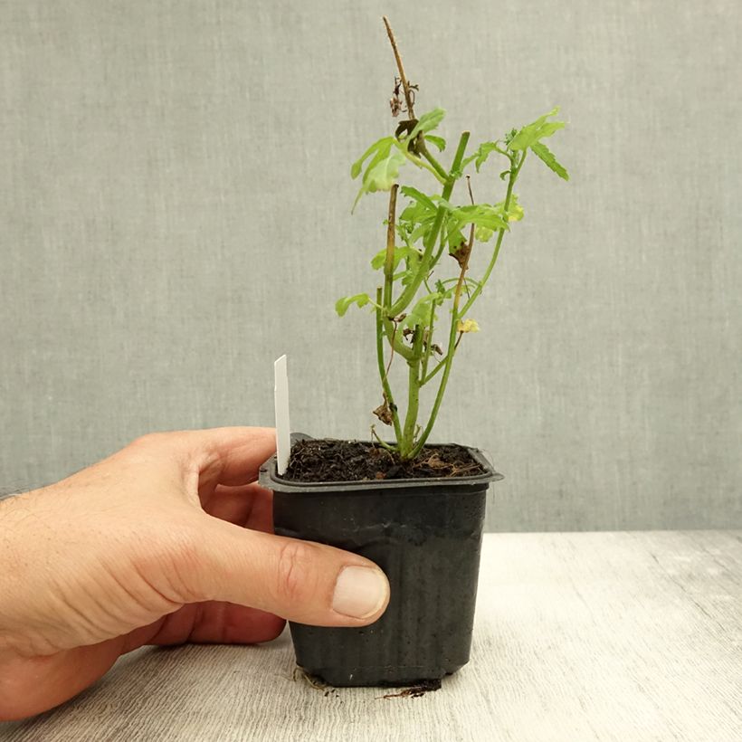 Amostra de Hibiscus trionum Vaso de 8/9 cm tal como entregue no outono