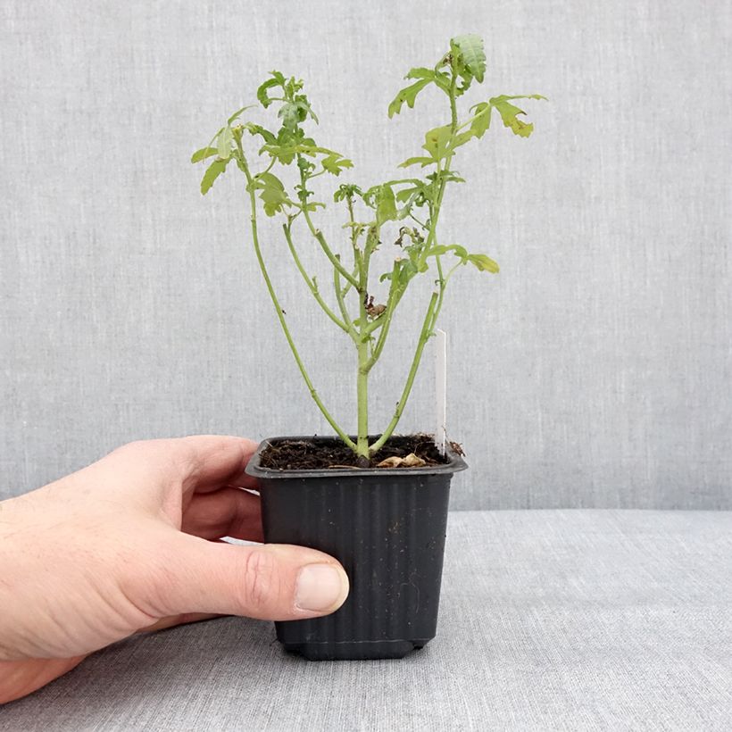 Amostra de Hibiscus trionum Vaso de 8/9 cm tal como entregue no inverno