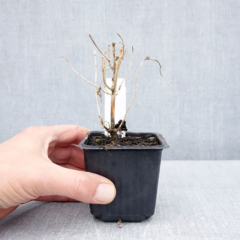 Amostra de Hibiscus trionum Vaso de 8/9 cm tal como entregue na primavera