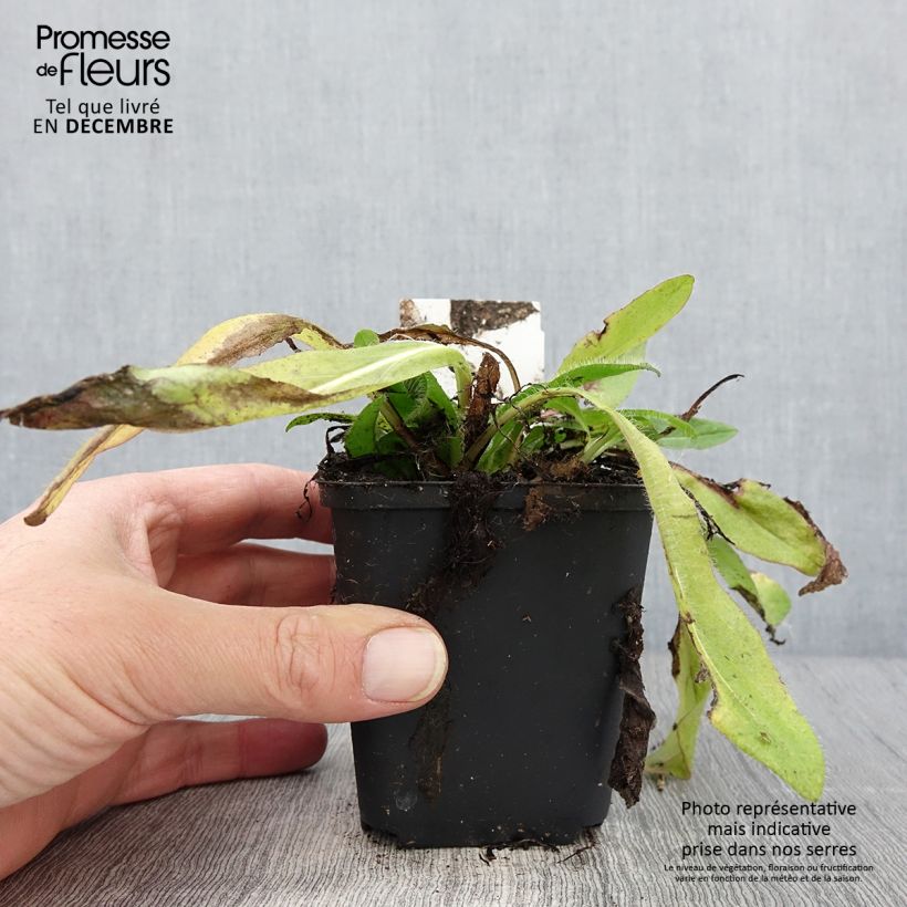 Amostra de Hieracium aurantiacum Vaso de 8/9 cm tal como entregue no outono