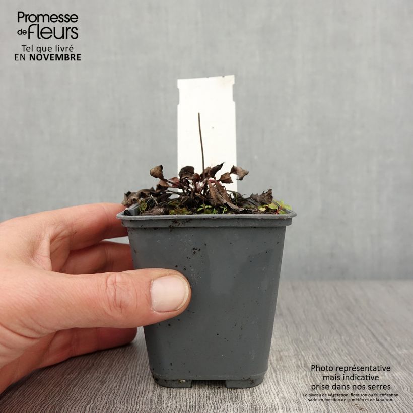 Amostra de Hieracium maculatum Vaso de 8/9 cm tal como entregue no outono