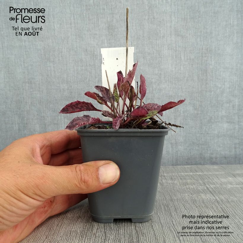 Amostra de Hieracium maculatum Vaso de 8/9 cm tal como entregue no verão