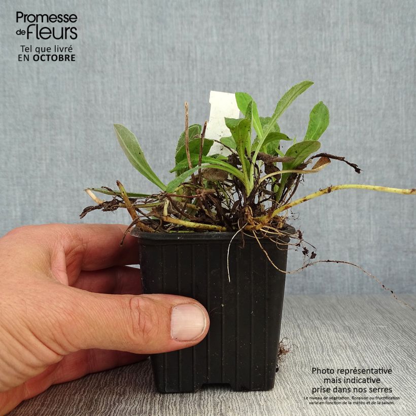 Amostra de Hieracium pilosella Vaso de 8/9 cm tal como entregue no outono