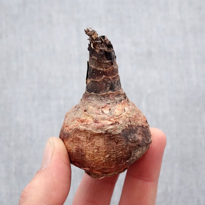 Amostra de Hippeastrelia Durga Pradhan - Amaryllis orchidée Bulbe Kaliber/Größe 12+ tal como entregue na primavera