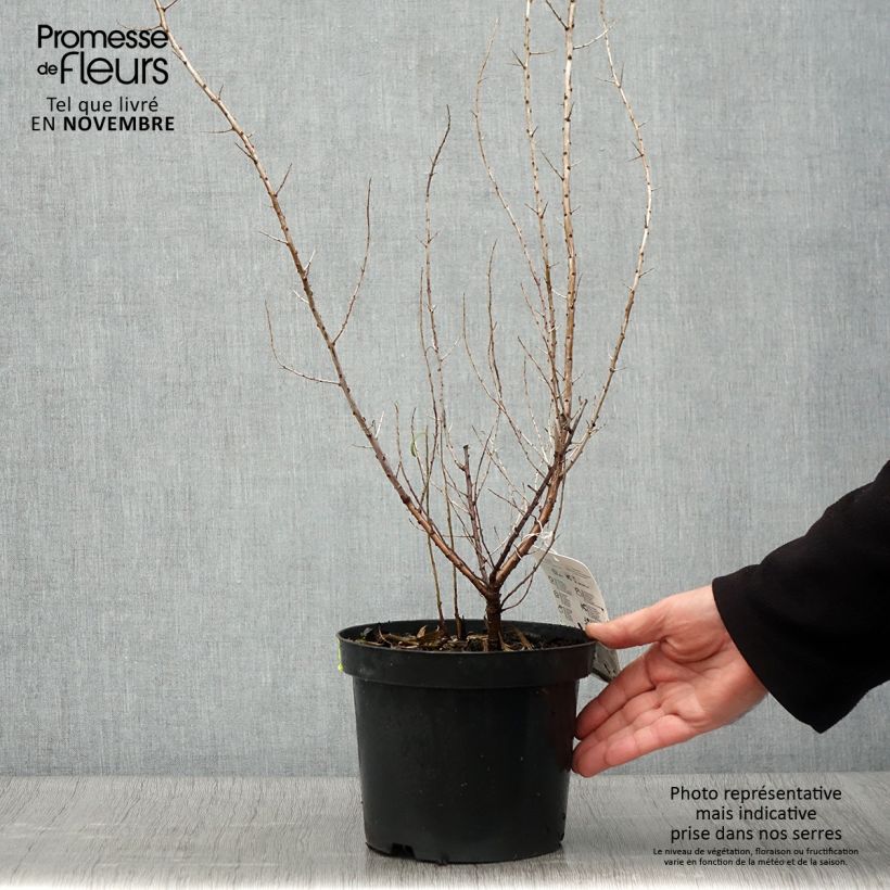 Amostra de Hippophae rhamnoides Vaso de 2 L/3 L tal como entregue no outono
