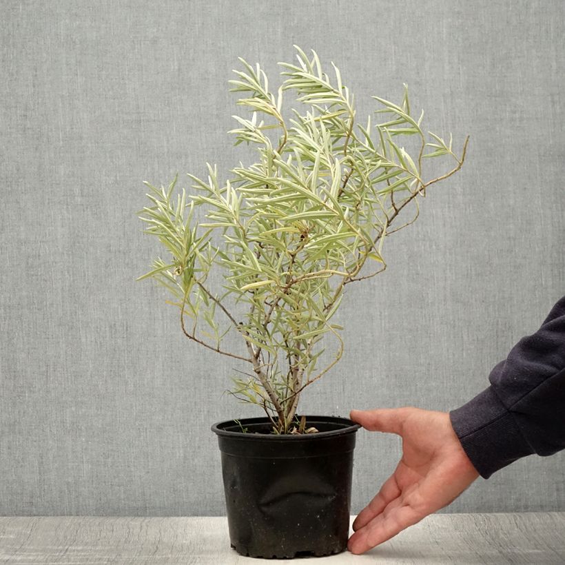 Amostra de Hippophae rhamnoides Vaso de 2 L/3 L tal como entregue no verão