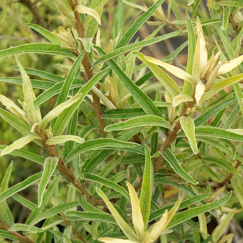 Hippophae rhamnoides Botanica (Folhagem)