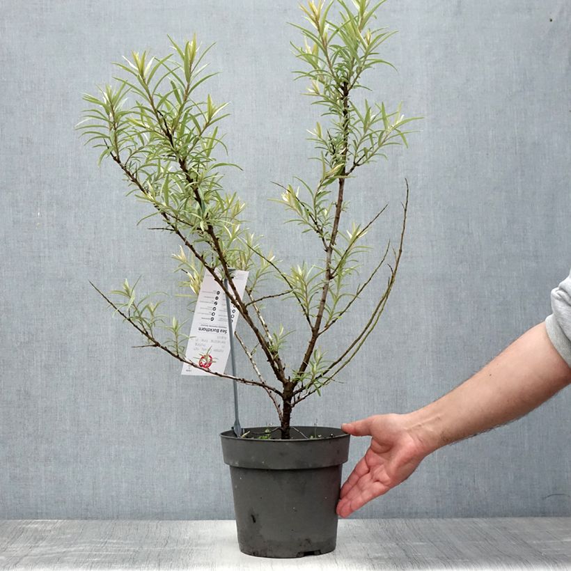 Amostra de Hippophae rhamnoides Botanica Vaso de 3 L/4 L tal como entregue no verão