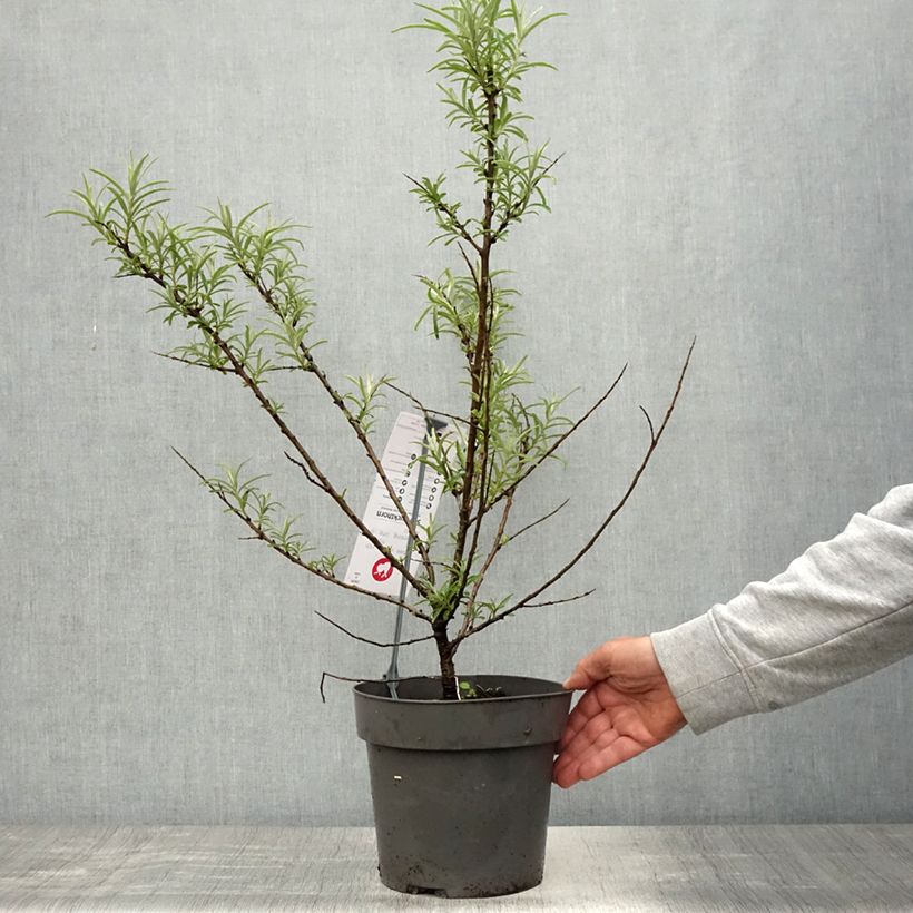 Amostra de Hippophae rhamnoides Botanica - Argousier femelle Vaso de 3 L/4 L tal como entregue na primavera