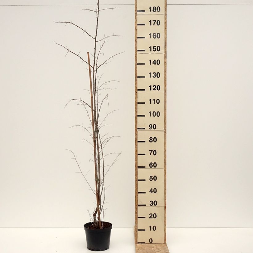 Amostra de Hippophae rhamnoides Frugana Vaso de 4 L/5 L, Tufo tal como entregue no inverno