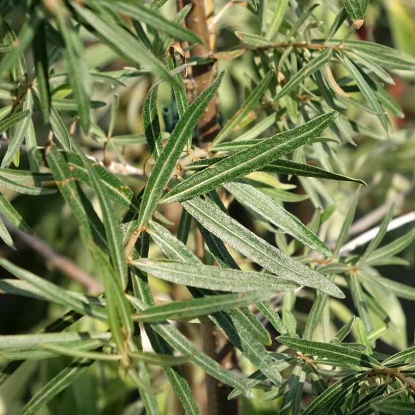 Hippophae rhamnoides Frugana (Folhagem)