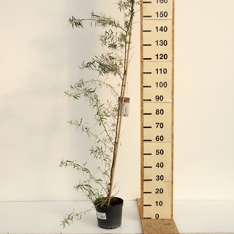 Amostra de Hippophae rhamnoides Frugana Vaso de 4 L/5 L, Tufo tal como entregue no verão