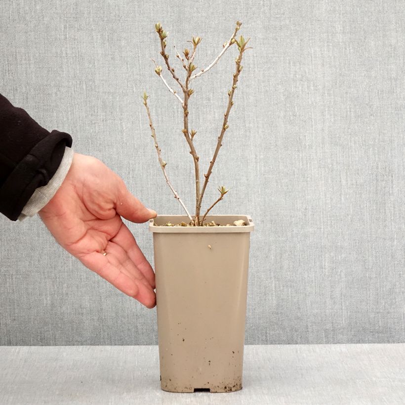 Amostra de Hippophae rhamnoides Garden's Gift - Espinheiro-marinho fêmea Vaso de 1,5 L/2 L, Tufo tal como entregue na primavera