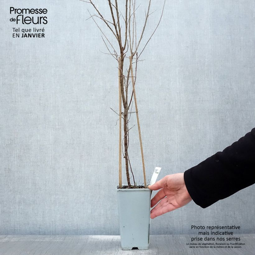 Amostra de Hippophae rhamnoides Leikora Vaso de 1,5 L/2 L tal como entregue no inverno