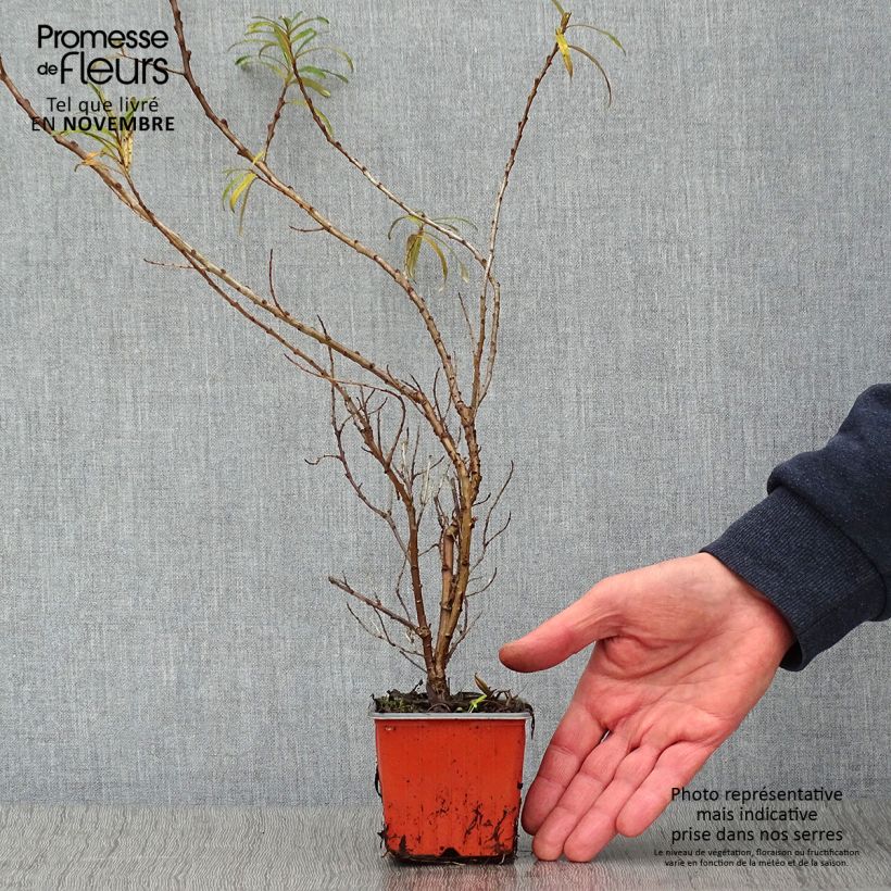 Amostra de Hippophae rhamnoides Leikora Vaso de 8/9 cm tal como entregue no outono
