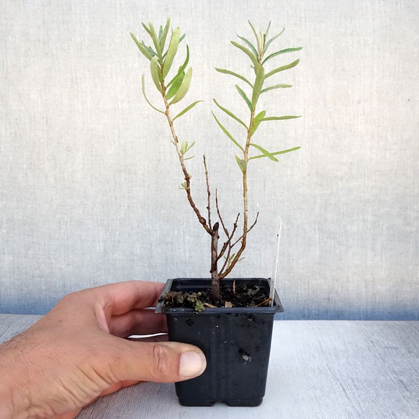 Amostra de Hippophae rhamnoides Leikora Vaso de 8/9 cm tal como entregue no verão