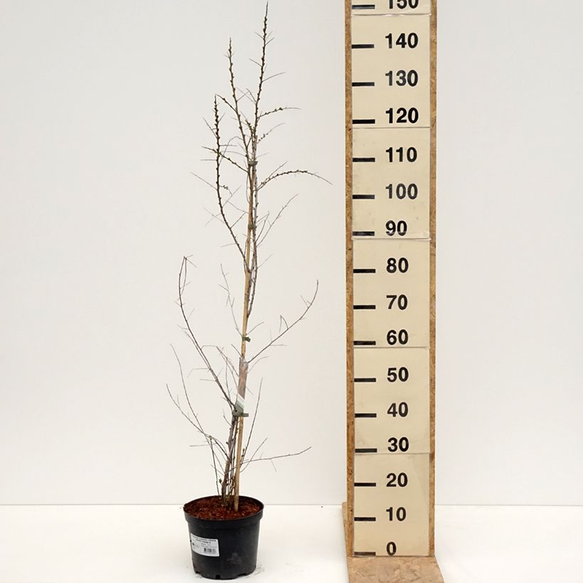 Amostra de Hippophae rhamnoides Orange Energy Vaso de 3 L/4 L tal como entregue na primavera