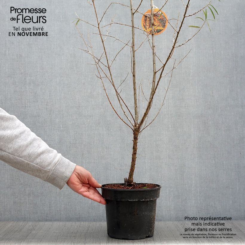 Amostra de Hippophae rhamnoides Orange Energy Vaso de 3 L/4 L tal como entregue no outono