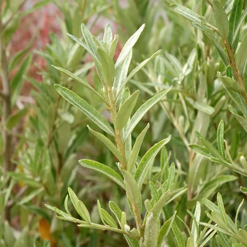 Hippophae rhamnoides Orange Energy (Folhagem)