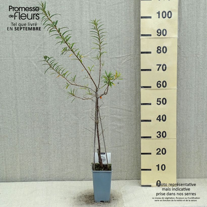 Amostra de Hippophae rhamnoides Pollmix Vaso de 1,5 L/2 L tal como entregue no verão
