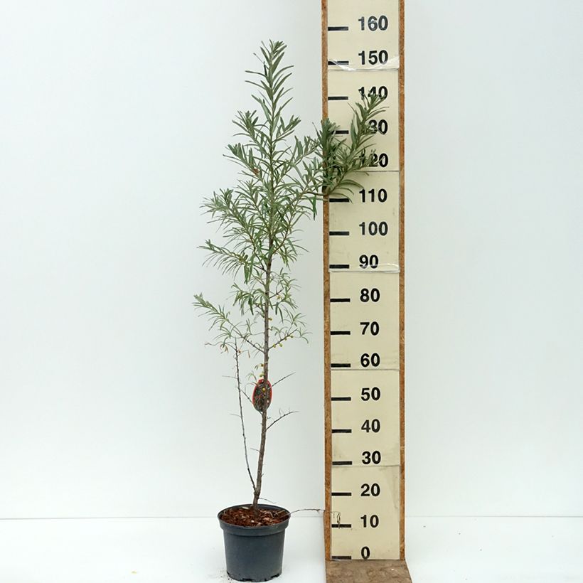 Amostra de Hippophae rhamnoides Sirola Vaso de 4 L/5 L, Tufo tal como entregue no verão