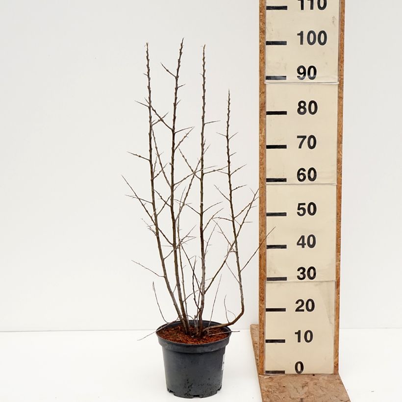 Amostra de Hippophae rhamnoides Sirola Vaso de 4 L/5 L, Tufo tal como entregue no inverno