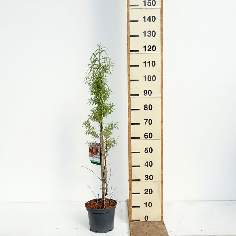 Amostra de Hippophae rhamnoides Sirola Vaso de 4 L/5 L, Tufo tal como entregue na primavera