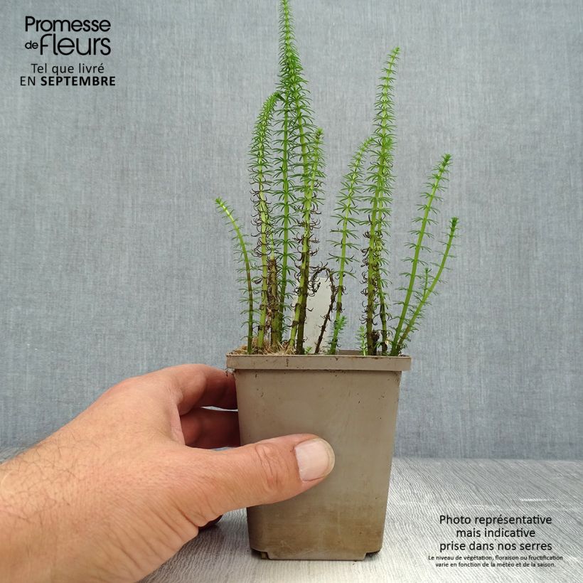 Amostra de Hippuris vulgaris Vaso de 8/9 cm tal como entregue no outono