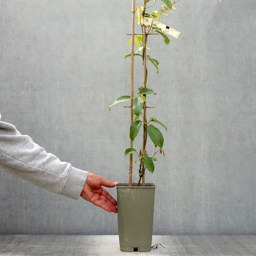 Amostra de Holboellia coriacea Vaso de 2 L/3 L tal como entregue no verão