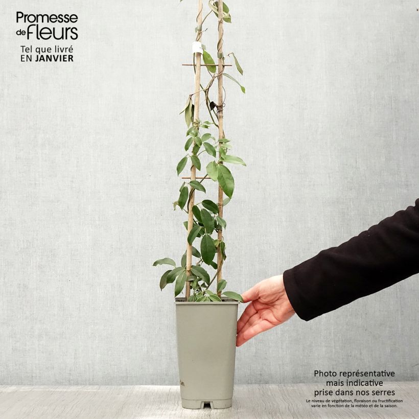 Amostra de Holboellia coriacea - Vigne bleue de Chine Pot de 2L/3L tal como entregue no inverno