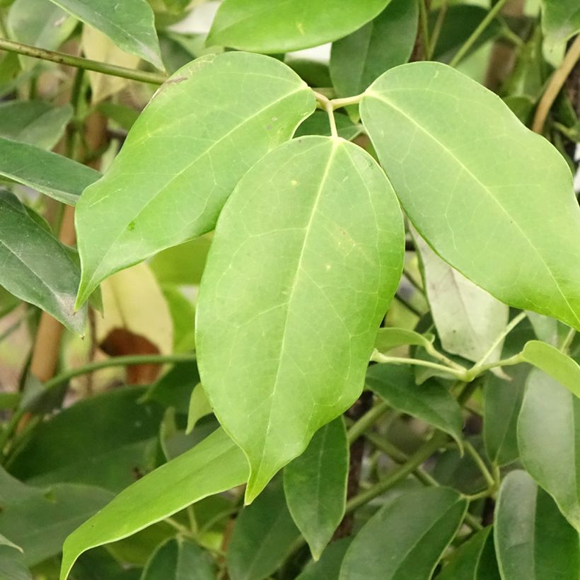 Holboellia coriacea (Folhagem)